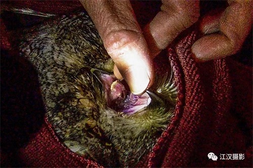 ����ku�ι���,����Ұ������׷��,��������׷����,����׷����