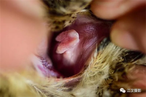 ����ku�ι���,����Ұ������׷��,��������׷����,����׷����