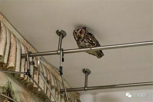 ����ku�ι���,����Ұ������׷��,��������׷����,����׷����