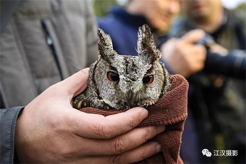 ����ku�ι���,����Ұ������׷��,��������׷����,����׷����