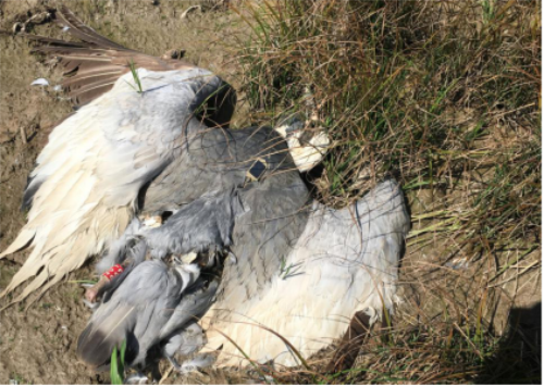 ����ku�ι���,����Ұ������׷��,��������׷����,����׷����