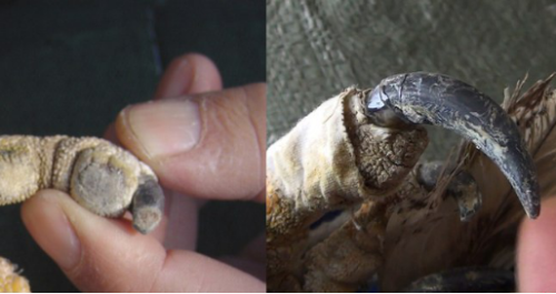 ����ku�ι���,����Ұ������׷��,��������׷����,����׷����