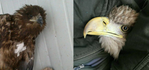 ����ku�ι���,����Ұ������׷��,��������׷����,����׷����