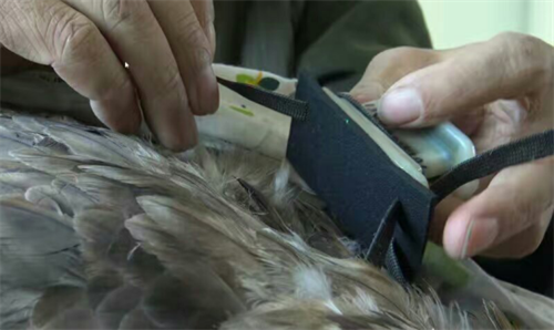 ����ku�ι���,����Ұ������׷��,��������׷����,����׷����