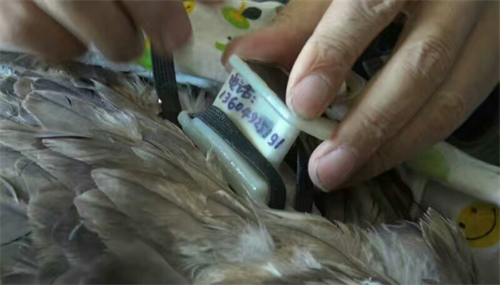 ����ku�ι���,����Ұ������׷��,��������׷����,����׷����