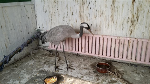 ����ku�ι���,����Ұ������׷��,��������׷����,����׷����