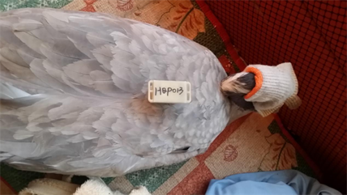 ����ku�ι���,����Ұ������׷��,��������׷����,����׷����