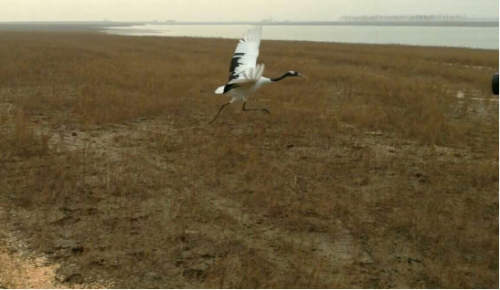 ����ku�ι���,����Ұ������׷��,��������׷����,����׷����