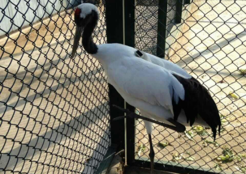 ����ku�ι���,����Ұ������׷��,��������׷����,����׷����