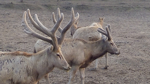 ����ku�ι���,����Ұ������׷��,��������׷����,����׷����