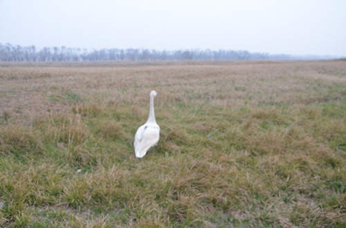 ����ku�ι���,����Ұ������׷��,��������׷����,����׷����