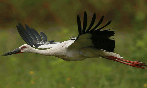 ����ku�ι���,����Ұ������׷��,��������׷����,����׷����