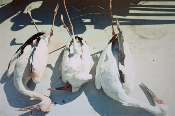 ����ku�ι���,����Ұ������׷��,��������׷����,����׷����