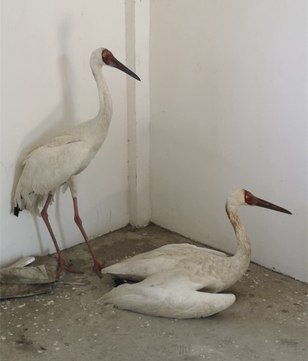 ����ku�ι���,����Ұ������׷��,��������׷����,����׷����