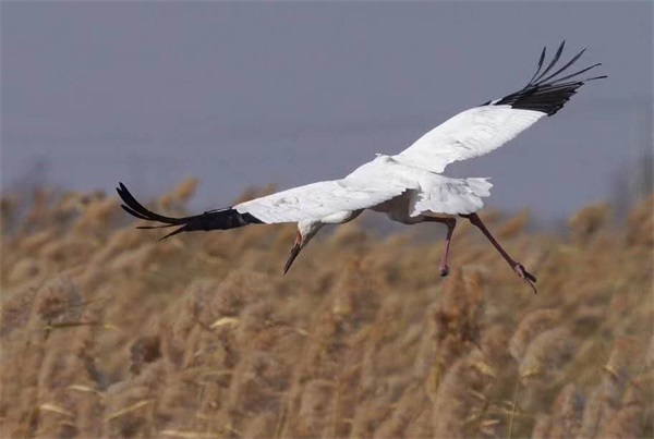 ����ku�ι���,����Ұ������׷��,��������׷����,����׷����