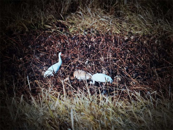 ����ku�ι���,����Ұ������׷��,��������׷����,����׷����