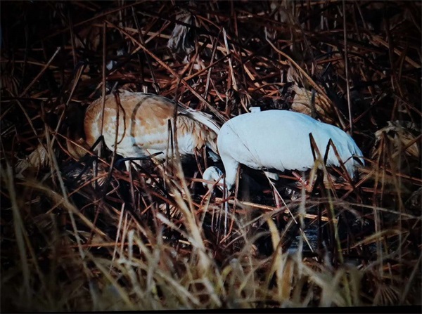 ����ku�ι���,����Ұ������׷��,��������׷����,����׷����