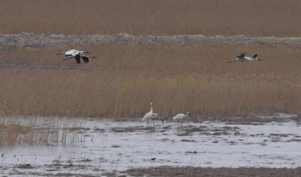 ����ku�ι���,����Ұ������׷��,��������׷����,����׷����