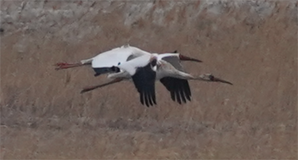 ����ku�ι���,����Ұ������׷��,��������׷����,����׷����