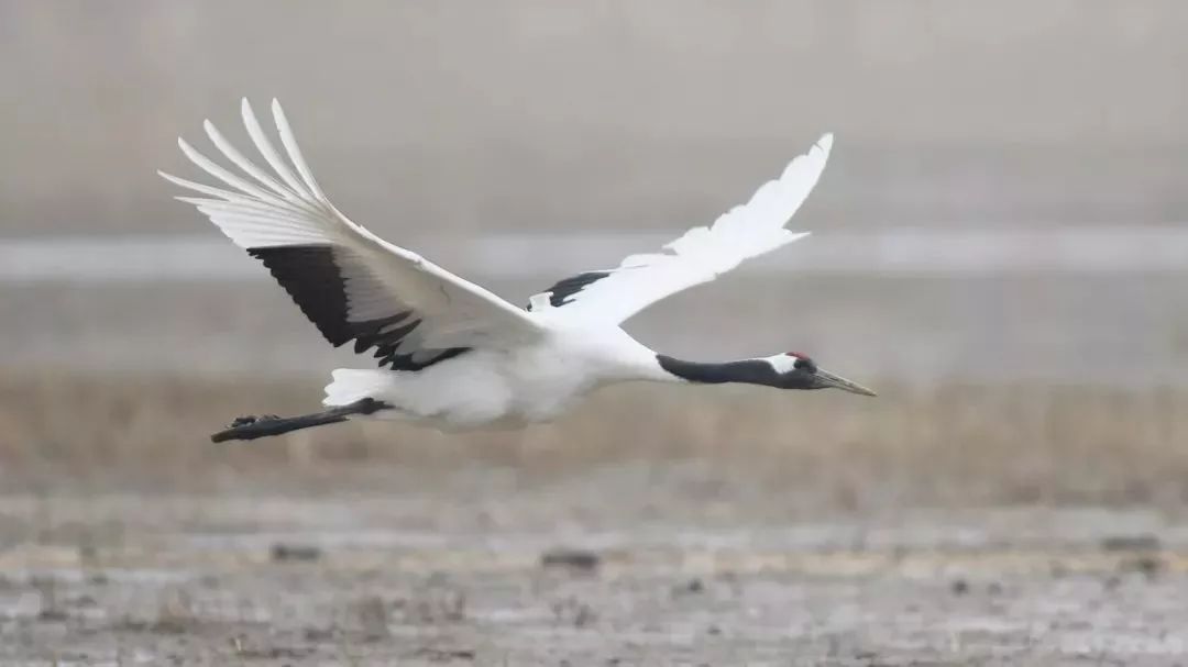 ����ku�ι���,����Ұ������׷��,��������׷����,����׷����