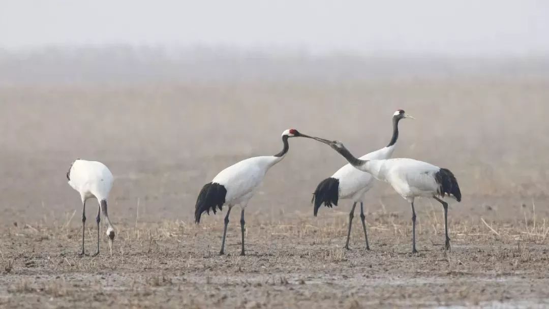 ����ku�ι���,����Ұ������׷��,��������׷����,����׷����