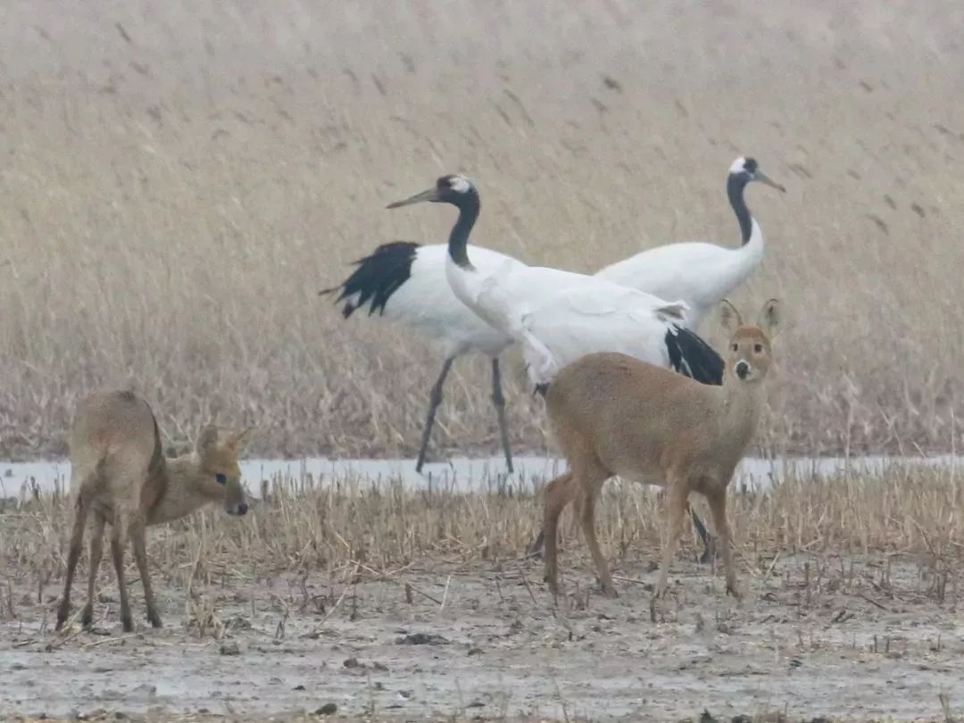 ����ku�ι���,����Ұ������׷��,��������׷����,����׷����