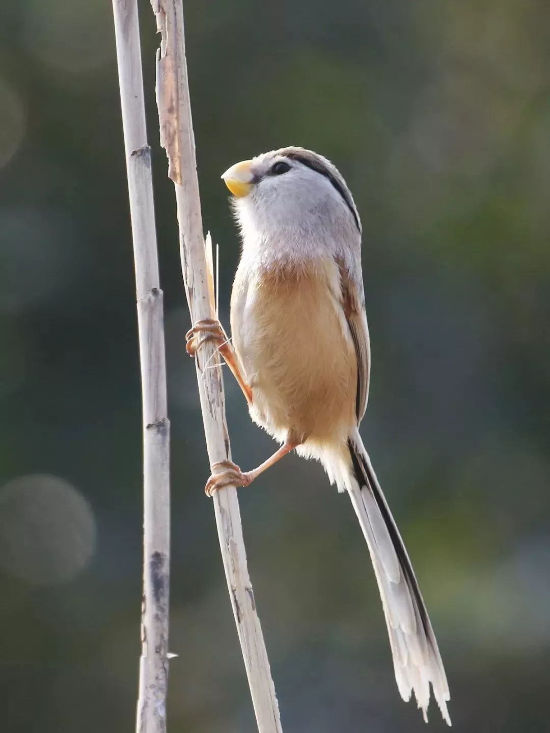 ����ku�ι���,����Ұ������׷��,��������׷����,����׷����