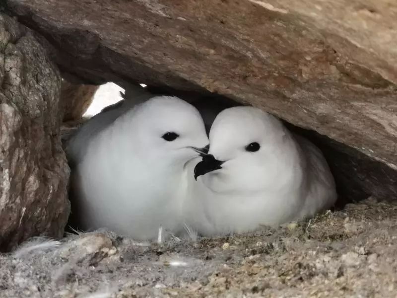 ����ku�ι���,����Ұ������׷��,��������׷����,����׷����