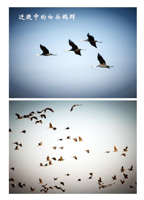 ����ku�ι���,����Ұ������׷��,��������׷����,����׷����