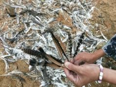 ����ku�ι���,����Ұ������׷��,��������׷����,����׷����