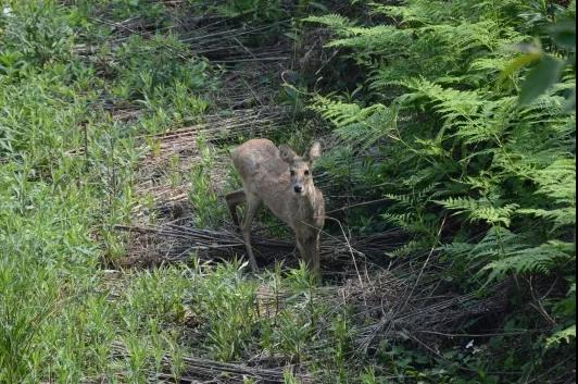 ���������Ͳ�,�Ͳ���,�Ͳ��,����ʱ���,�����,�Ͳ����Ǯ,�Ͳ�������,�Ͳ������