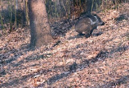 ����ku�ι���,����Ұ������׷��,��������׷����,����׷����