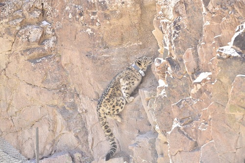 ����ku�ι���,����Ұ������׷��,��������׷����,����׷����