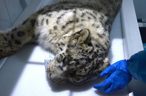 ����ku�ι���,����Ұ������׷��,��������׷����,����׷����