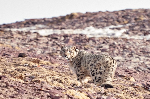 ����ku�ι���,����Ұ������׷��,��������׷����,����׷����