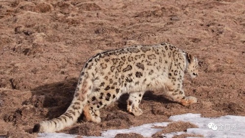 ����ku�ι���,����Ұ������׷��,��������׷����,����׷����