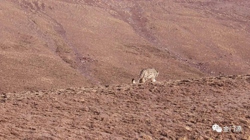 ����ku�ι���,����Ұ������׷��,��������׷����,����׷����