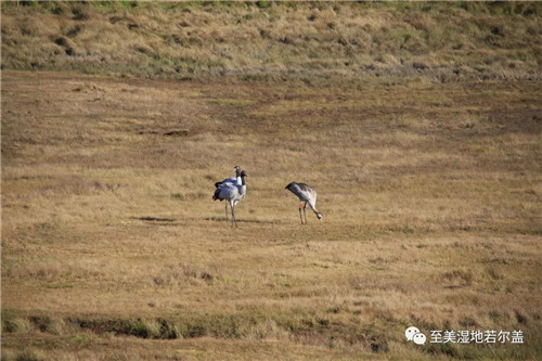 ����ku�ι���,����Ұ������׷��,��������׷����,����׷����