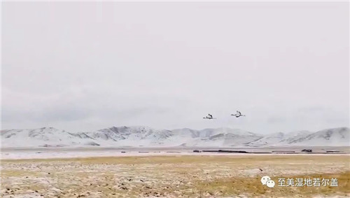 ����ku�ι���,����Ұ������׷��,��������׷����,����׷����