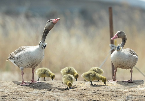 ����ku�ι���,����Ұ������׷��,��������׷����,����׷����