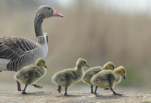 ����ku�ι���,����Ұ������׷��,��������׷����,����׷����