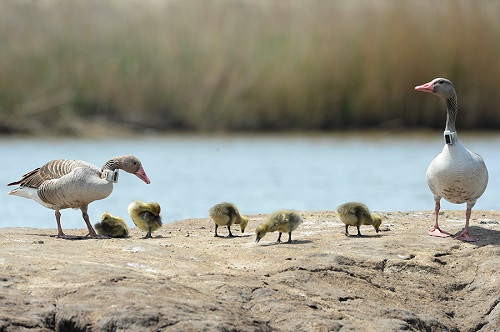 ����ku�ι���,����Ұ������׷��,��������׷����,����׷����