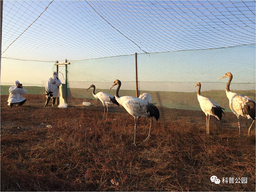 ����ku�ι���,����Ұ������׷��,��������׷����,����׷����