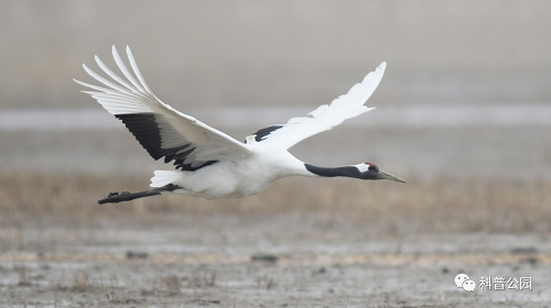 ����ku�ι���,����Ұ������׷��,��������׷����,����׷����