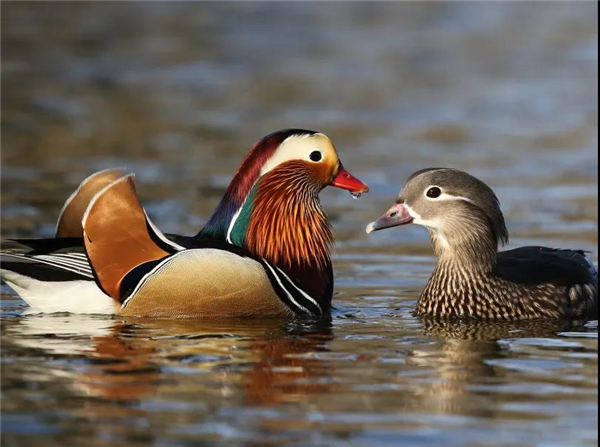 ����ku�ι���,����Ұ������׷��,��������׷����,����׷����