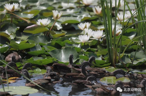 ����ku�ι���,����Ұ������׷��,��������׷����,����׷����