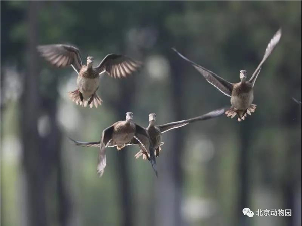 ����ku�ι���,����Ұ������׷��,��������׷����,����׷����