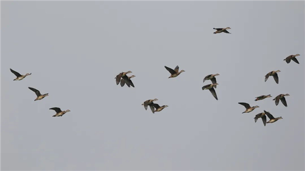 ����ku�ι���,����Ұ������׷��,��������׷����,����׷����