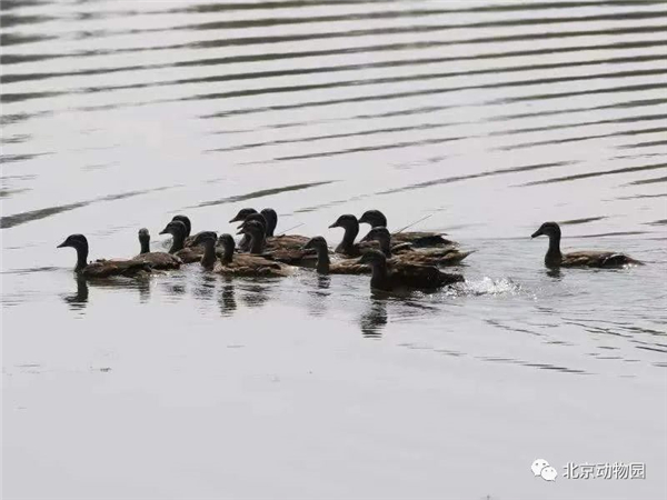 ����ku�ι���,����Ұ������׷��,��������׷����,����׷����