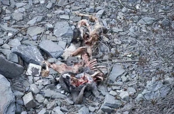 ����ku�ι���,����Ұ������׷��,��������׷����,����׷����